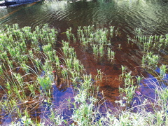 Dulichium arundinaceum