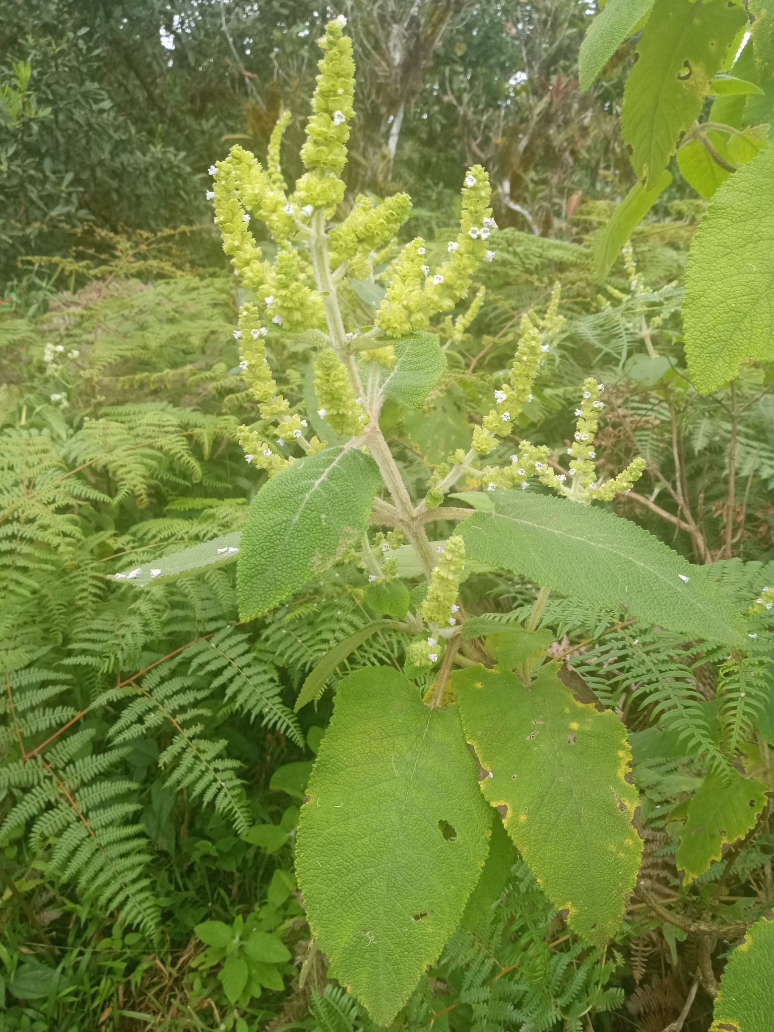 Lepechinia betonicifolia image