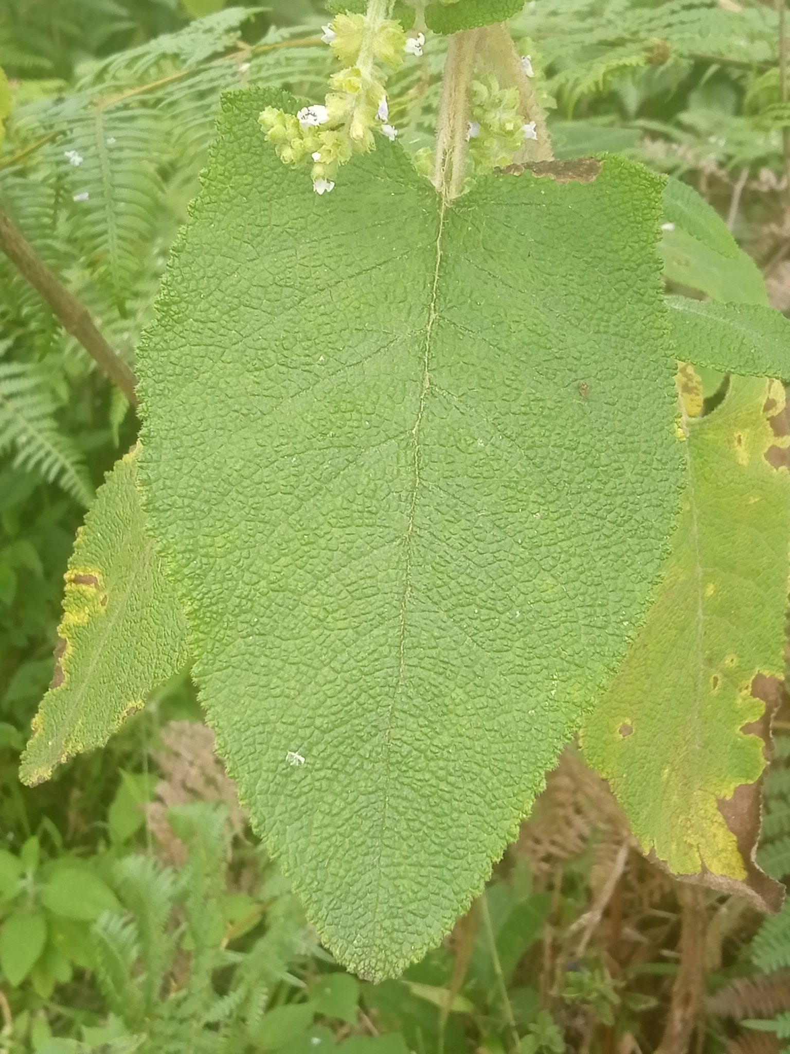 Lepechinia betonicifolia image