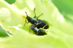Phyllobius viridicollis