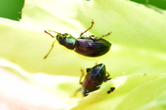 Phyllobius viridicollis