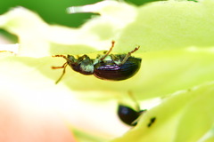 Phyllobius viridicollis