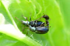 Phyllobius viridicollis