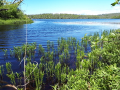 Dulichium arundinaceum