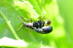 Phyllobius viridicollis