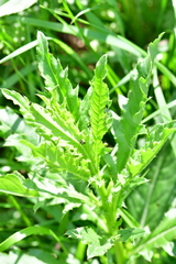 Phyllobius viridicollis