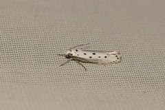 Ethmia terminella