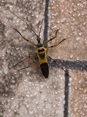 Zelus armillatus