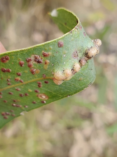 Eucalyptus Stem Gall Wasp photo 5
