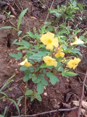 Oxalis frutescens