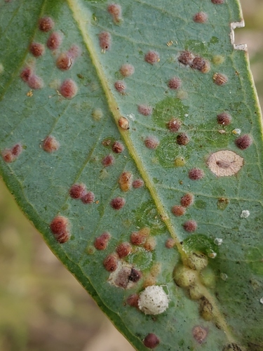 Australian Eucalyptus Leafgall Wasp photo 5