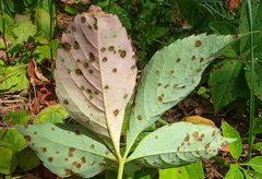 Phyllosticta parthenocissi