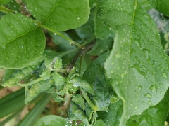 Prociphilus fraxinifolii