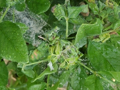 Prociphilus fraxinifolii