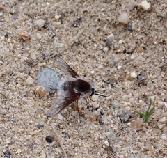 Bombylius incanus