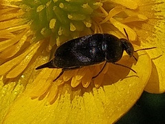 Mordella aculeata