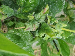 Prociphilus fraxinifolii