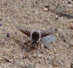 Bombylius incanus