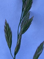 Lolium pratense