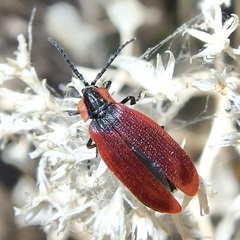 Lycus sanguinipennis
