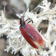 Lycus sanguinipennis