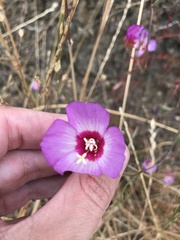 Clarkia gracilis tracyi