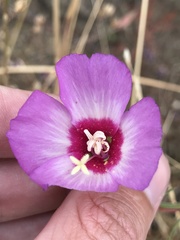 Clarkia gracilis tracyi