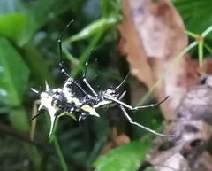 Micrathena vigorsi
