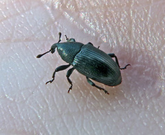 Baris artemisiae