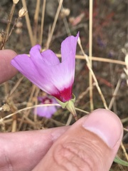 Clarkia gracilis tracyi