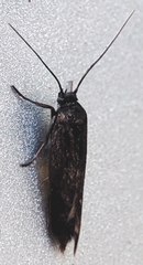 Lepidoptera