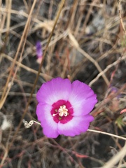 Clarkia gracilis tracyi