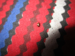 Callosobruchus maculatus