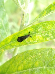 Mystacides sepulchralis