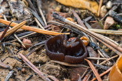 Plicaria endocarpoides