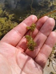Ranunculus aquatilis