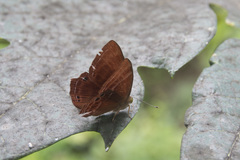 Abisara echerius