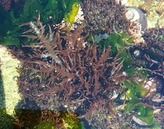 Chondracanthus chamissoi