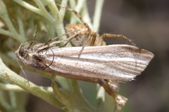 Eucarphia vinetella
