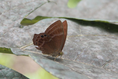 Abisara echerius