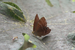 Abisara echerius