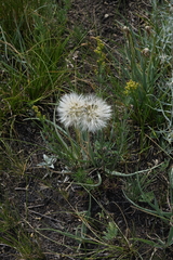 Takhtajaniantha austriaca