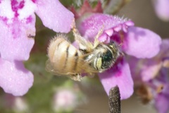 Nomioides minutissimus