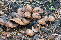 Lyophyllum atratum