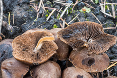 Lyophyllum atratum