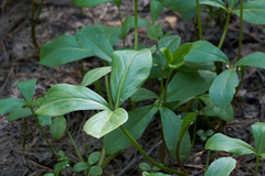 Menyanthes trifoliata