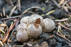 Psathyrella pennata