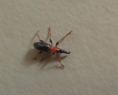 Cylas formicarius
