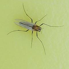 Chironomus dilutus