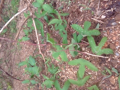 Passiflora viridiflora